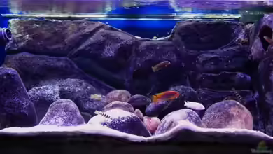 Becken 11556 von jankov