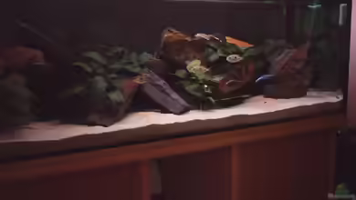 Becken 1156 von Claudia Krohmer