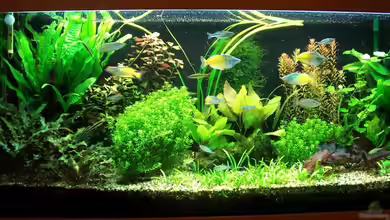 Becken 11595 von Jens Ullrich