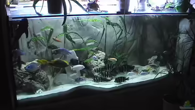 Becken 11598 von Ringo Baumung