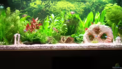 Becken 11605 von Jogibaer