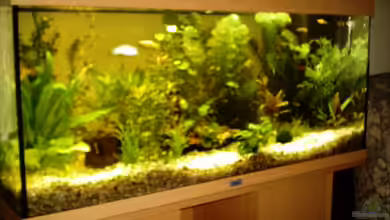 Becken 11639 von Christina Betz