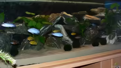 Becken 11700 von Peter Giesbrecht