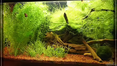 Becken 11702 von Moerser