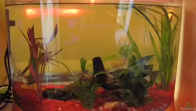 Becken 11703 von Jens Kaufmann