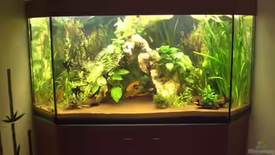 Becken 11733 von ChrisW