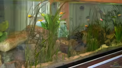 Becken 11773 von nilsuwesohn