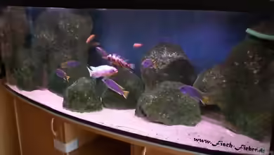 Becken 11803 von Dirk Friebe