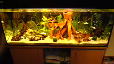 Becken 11818 von Kordi