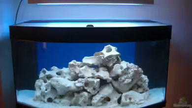 Becken 11831 von Philipp Geymann