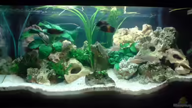 Becken 11834 von Jonathan Helbig