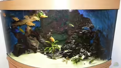 Becken 11876 von Andreas Gorr