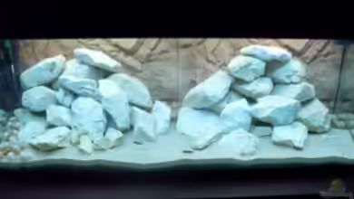 Becken 11895 von rhinshev