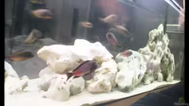 Becken 119 von Dirk Wolters