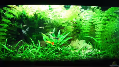 Becken 11908 von Bimo