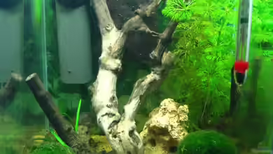 Becken 11914 von Timo Berger