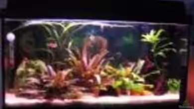 Becken 11937 von nici