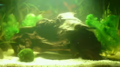 Becken 11963 von Markus Lehner