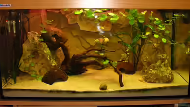 Becken 11995 von schmidm2000