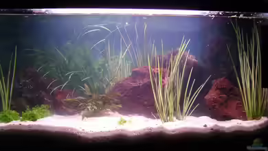 Becken 12009 von Pino D.