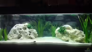 Becken 12021 von Lars Sielaff