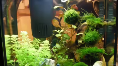 Becken 12024 von Bikini Bottom