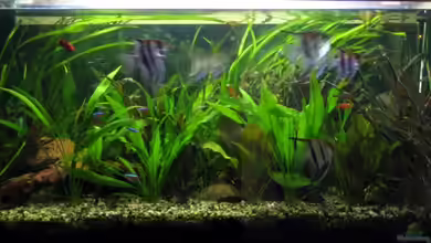 Becken 12053 von Thomas Jordan