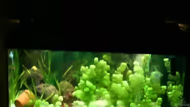 Becken 12113 von Fabian Pickavé