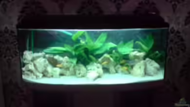 Becken 12118 von yankeedoodel