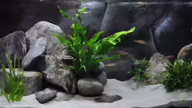 Becken 1215 von Scada