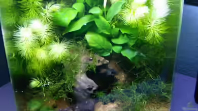 Becken 12183 von güni