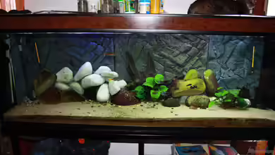 Becken 12188 von Bruno Mosca