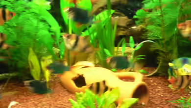 Becken 12289 von Nico Echterhoff