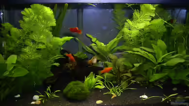 Becken 1229 von André Thiel