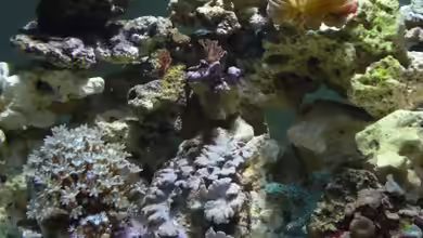 Becken 12314 von jerryjames