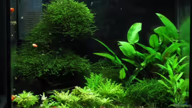 Becken 12359 von AbsolutVanilia