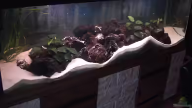 Becken 12363 von blitzer