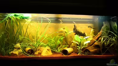 Becken 12376 von Viktor D.