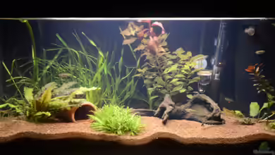 Becken 12459 von Alex Keat