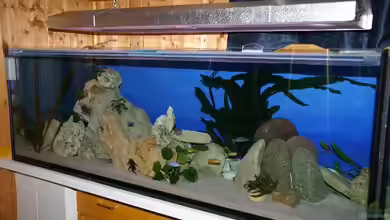 Becken 1255 von Margit König