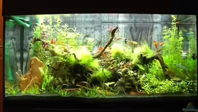 Becken 12554 von Fuchxx