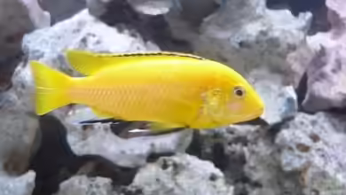 Becken 12643 von Mario Mertens