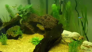 Becken 12654 von nik