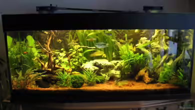 Becken 12680 von Mathias Ebert