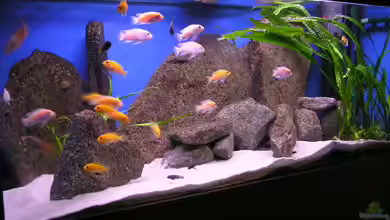 Becken 128 von Alexander Steinkellner