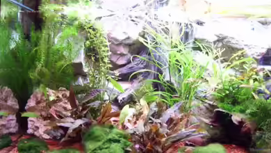 Becken 12804 von welle30