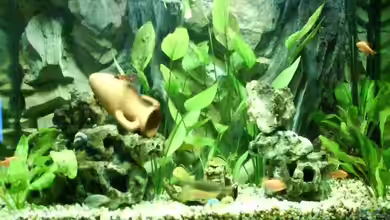 Becken 12834 von carlossanches