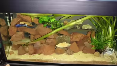 Becken 1286 von Leon Dähler