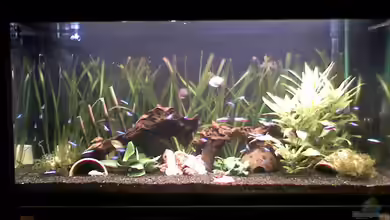 Becken 12903 von Steffi & Hans