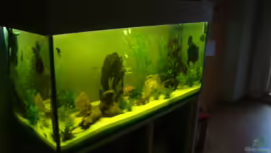 Becken 12959 von Manuel Pieper